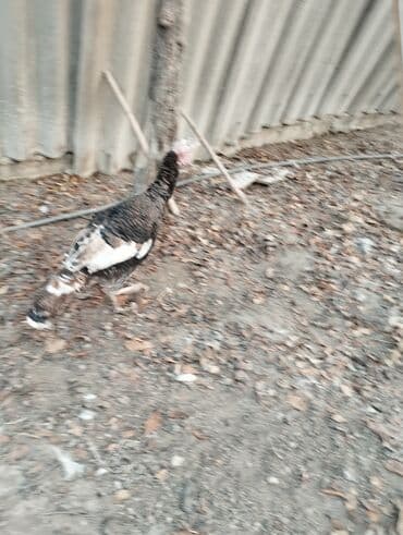 купить oculus quest 1: Электрокамин Firelight, 2000 Вт, Светодиодная технология (LED) — 2