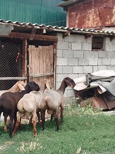 загон: Продаю | Баран (самец) | Для разведения — 3