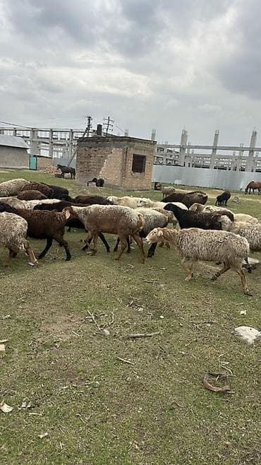 кролики в тюпе: Продаю | Овца (самка) | Для разведения | Ярка — 3