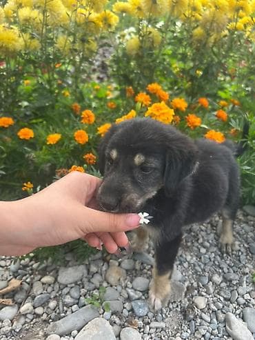 СРОЧНО ПРОДАЁТСЯ!!! Малышу примерно 1 месяц, он совсем крошечный, но at lalafo.kg СРОЧНО ПРОДАЁТСЯ!!! Малышу примерно 1 месяц, он совсем крошечный, но