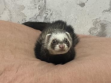 Хомяки: Срочно возьму в бронь 2 человека. Большая просьба изучить все о — 4