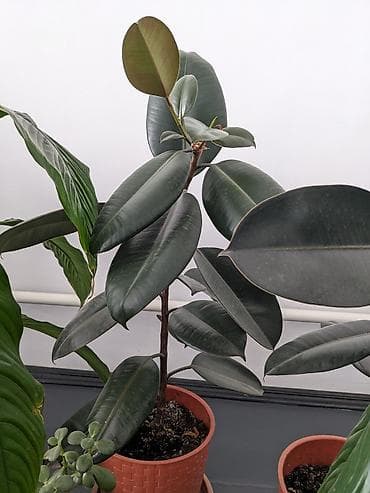 Набор товаров: 1) Комнатное растение фикус каучуконосный (Ficus
