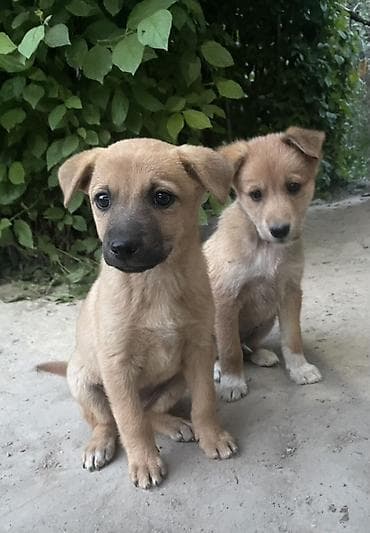 щенки самоеда: Собака даром: 2 месяца, Самец — 1