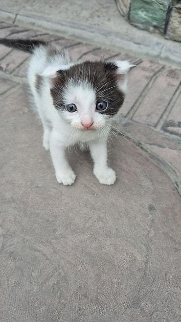 манчкин котенок: Котёнок, бело‑чёрный, короткошёрстный. На белой шерсти выраженные — 5