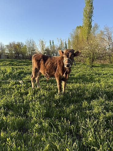 Продаю | Бык (самец)