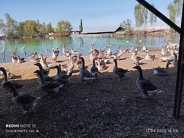 Ветеринар кызматы: Продаю инкубационные яйца австралорпа 30с.гусинные яйца 100с — 3