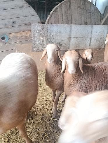 шамо дакан: Продаю | Ягненок, Баран (самец) | Арашан | На забой, Для разведения | Племенные, Осеменитель — 5