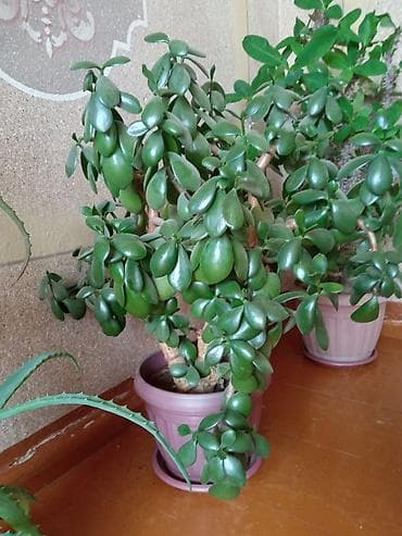 лимон комнатный цена: Толстянка (денежное дерево) и алоэ в горшках - Крупные — 1