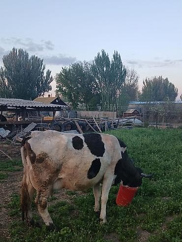 корова обмен на авто: Продаю | Корова (самка) | Алатауская | Для молока | После отела — 7