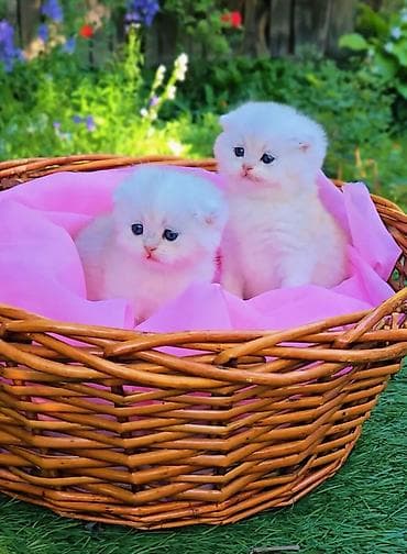 Шотландские котята. Scottish fold окрас серебристая шиншилла