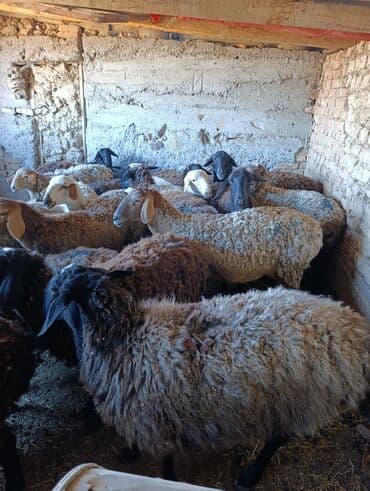 питбуль стоимость: Продаю | Овца (самка) | Полукровка | Для разведения | Племенные — 1