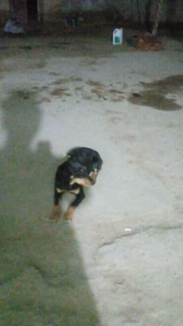 немецкая овчарка: Ит кууту: Ягдтерьер, Ургаачы, 1 жаш — 3