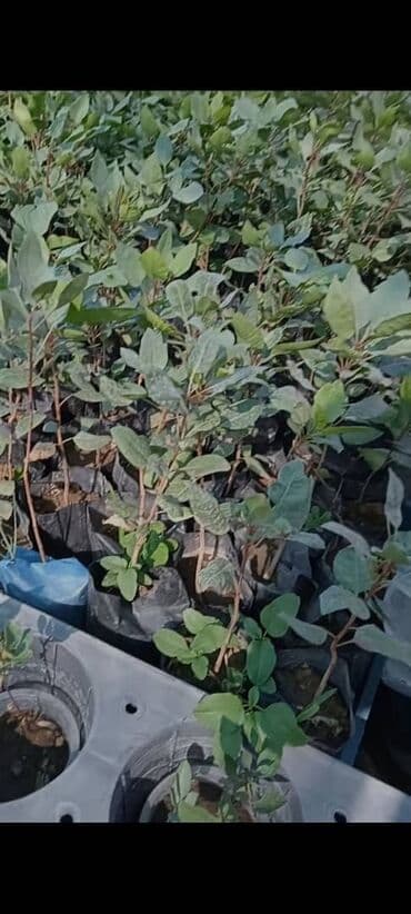 газон купить семена: Молодые саженцы фисташкового дерева, выращенные из семян, готовы к — 1