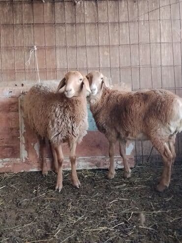 объявления о пропаже животных: Продаю | Ягненок | Для разведения | Ярка — 1