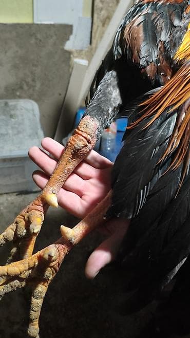 клетки для птицы: Продаю | Петух | Для разведения — 5