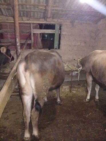 как бросить курить: Продаю | Корова (самка), Тёлка, Музоо, торпок | На забой, Для разведения | Привязанные — 5