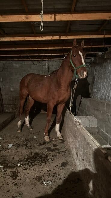 сколько стоит кролик домашний: Сатам | Жылкы (эркек) | Жумушка — 4