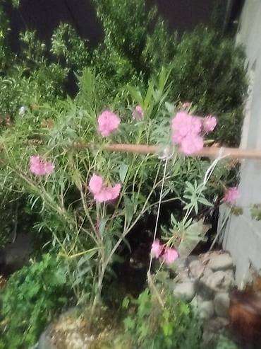 Олеандр розовый (Nerium oleander) — взрослые кусты/деревца в