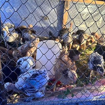 собаки пародистые: Продаю | Цыплята | Для разведения — 1