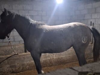 продажа щенков немецкой овчарки с документами в бишкеке: Сатам | Бээ (ургаачы) | Союуга, Көбөйтүү үчүн — 3