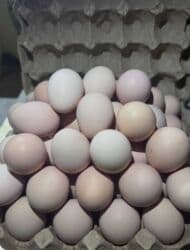 купить яйца куриные: Оптом и в розницу куринные яйца!!! Предлагаем вам свежих куриных яиц — 4