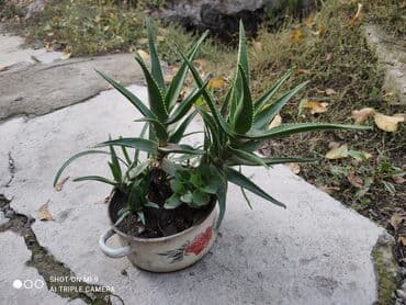 сок алоэ цена бишкек: Продам два цветка Алоэ. Растениям больше 8 лет. Цена договорная — 1
