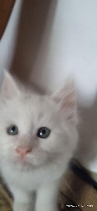 Животные: Мейн-Куны🥰. Продаётся Эксклюзивный Мейн-Кун ❤️ котик 😊 Будет скорее — 4