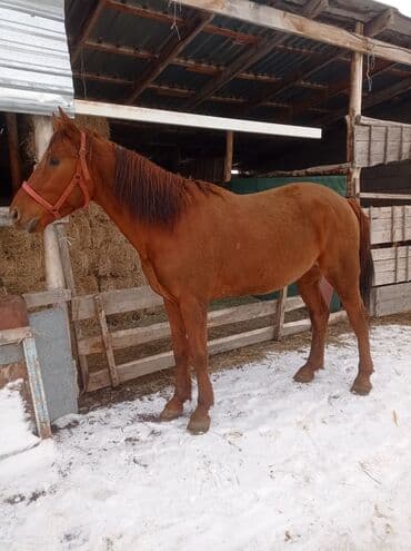 баа: Сатам | Жылкы (эркек) | Жумушка — 3