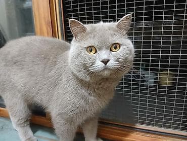 русская белая кошка: Вязка: Скотиш Страйт (Шотландская прямоухая), Мальчик, 1 год, С прививками, С документами, Серый — 1