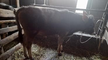 Сатам | Бука (эркек) | Швиц | Бордоп семиртүү үчүн | Байланган — 1