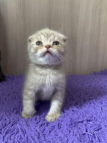 коты сфинкс: Шотландские котята с вислоушками - Порода: шотландская вислоухая — 6