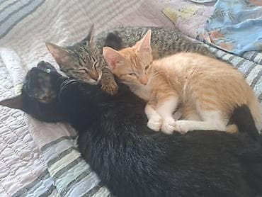 рыжие котята бесплатно: Котята и молодые кошки, разные окрасы и типажи: - Серебристо-серый — 6