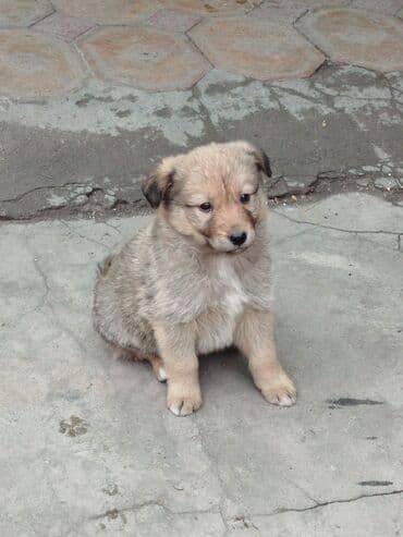 щенок ротвейлер: Отдаю в добрые руки щенят. 1,5 месяца. 2 мальчика и 2 две девочки — 2