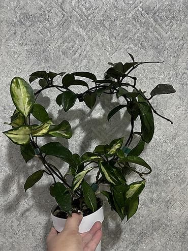 Фитолампа 600сом 15 ватт длина 0,9м. Фитильный горшок новые обьем 0,5