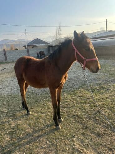 Грызуны: Продаю | Кобыла (самка) | Для разведения | Племенные — 3