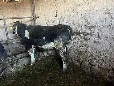 коровы на мясо: Продаю | Бык (самец) | Голштин | Для разведения | Привязанные — 3