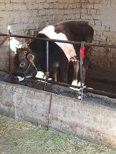 бык лимузин: Продаю | Бык (самец) | Швицкая | Для разведения — 1