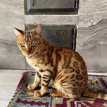 бенгал: Бенгальская кошка Отдам своего питомца, зовут Марго, родилась 14 — 2