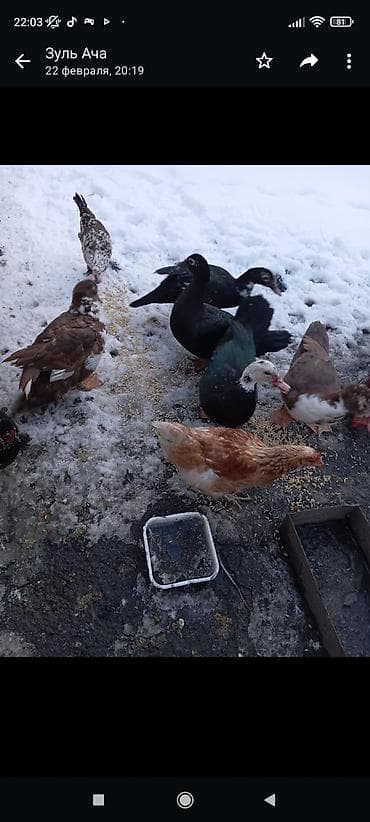 Индоутки молодые at lalafo.kg Индоутки молодые