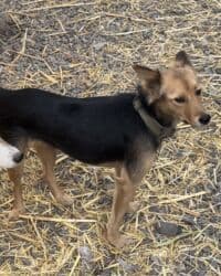 домик собака: Собака даром: Дворняжка, 1 год, Самка, С прививкой — 5