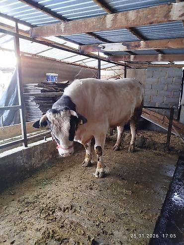 Услуги ветеринара: Продаю | Бык (самец) | Голштин | Для разведения — 4
