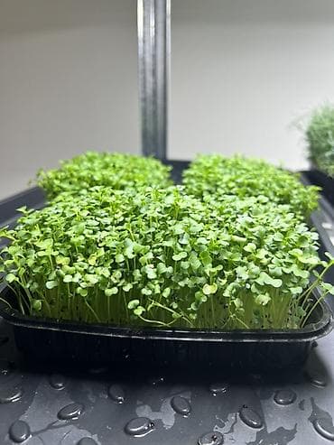 Чала фабрикаттар: Микрозелень в Бишкеке Горох подсолнечник, брокколи, горчица, редис — 10