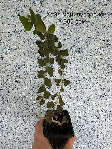 Уход и хранение одежды: Продаю хойи пахиклада вар., калистофила, обавата сплэш вар., каудата — 5