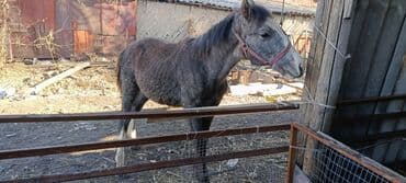 обучение собак: Продаю | Жеребенок | Полукровка | Рабочий — 10