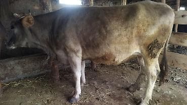 ловит мышей: Продаю | Корова (самка) | Для молока | Привязанные — 2