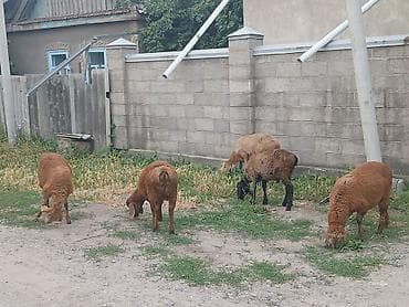 козы бараны: Продаю | Ягненок | На забой, Для разведения — 1