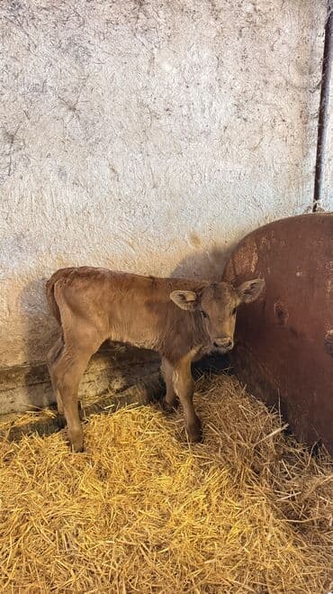 Собаки: Продаю | Тёлка | Швицкая | Для молока — 6