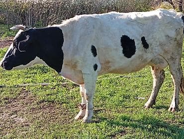 голштин уйлары: Продаю | Корова (самка) | Голштин | Для молока | Привязанные — 7
