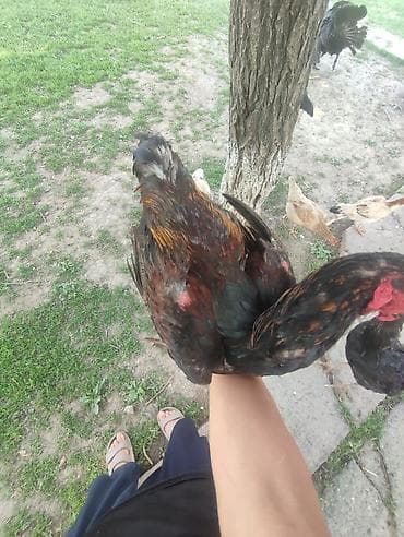 Айыл-чарба жаныбарлары: Сатам | Короздор | Тебиштирүүчү | Көбөйтүү үчүн — 1