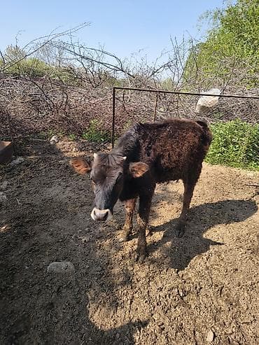 жан жаныбарлар: Сатам | Кунаажын | Аргын | Бордоп семиртүү үчүн — 2